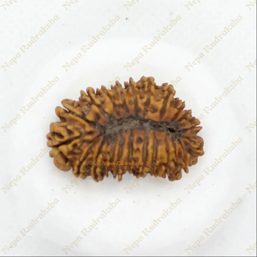 22 Mukhi rudraksha 35mm Same Day Delivery