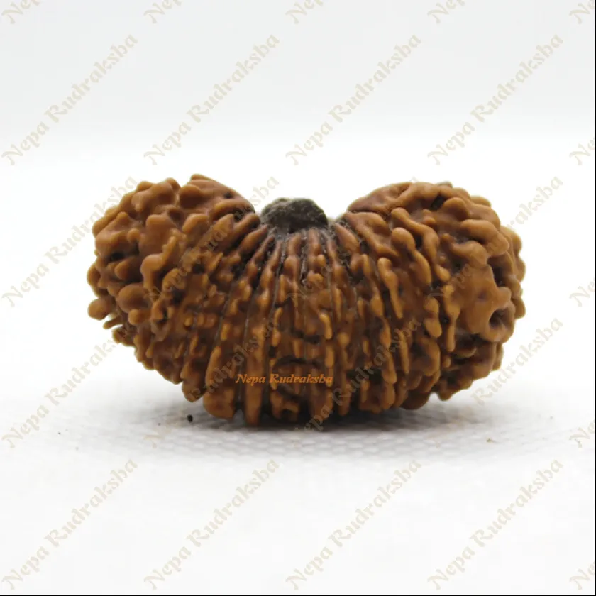 22 Mukhi rudraksha 35mm Same Day Delivery