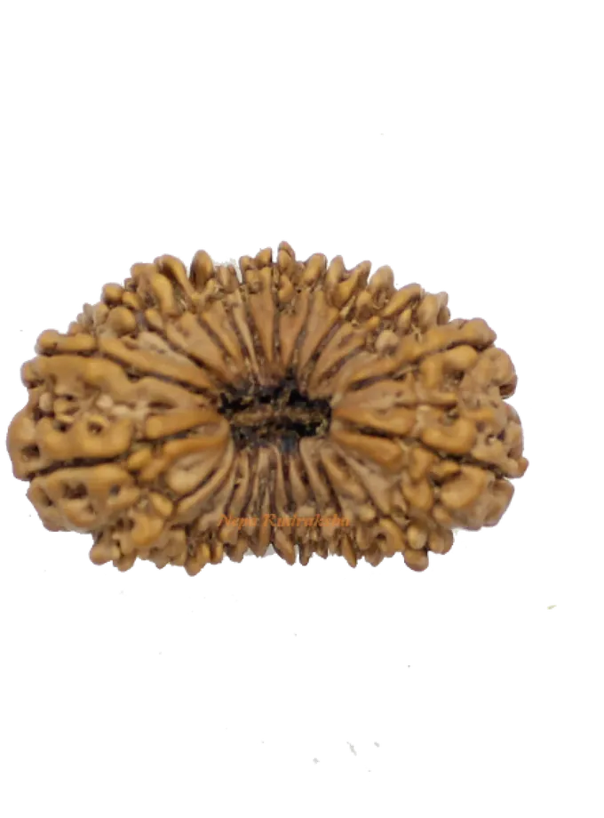 22 Mukhi rudraksha 37mm For Sale