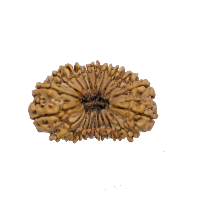 22 Mukhi rudraksha 37mm For Sale