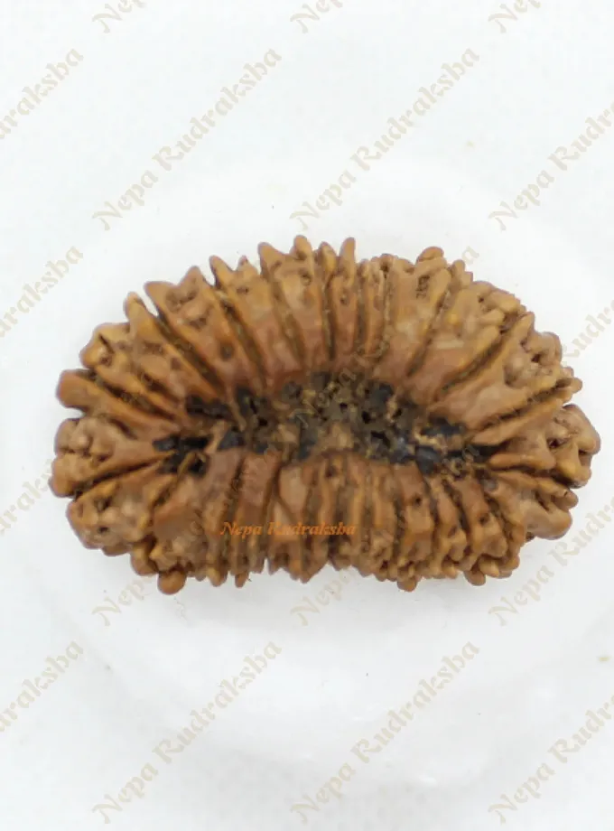 22 Mukhi rudraksha 37mm For Sale