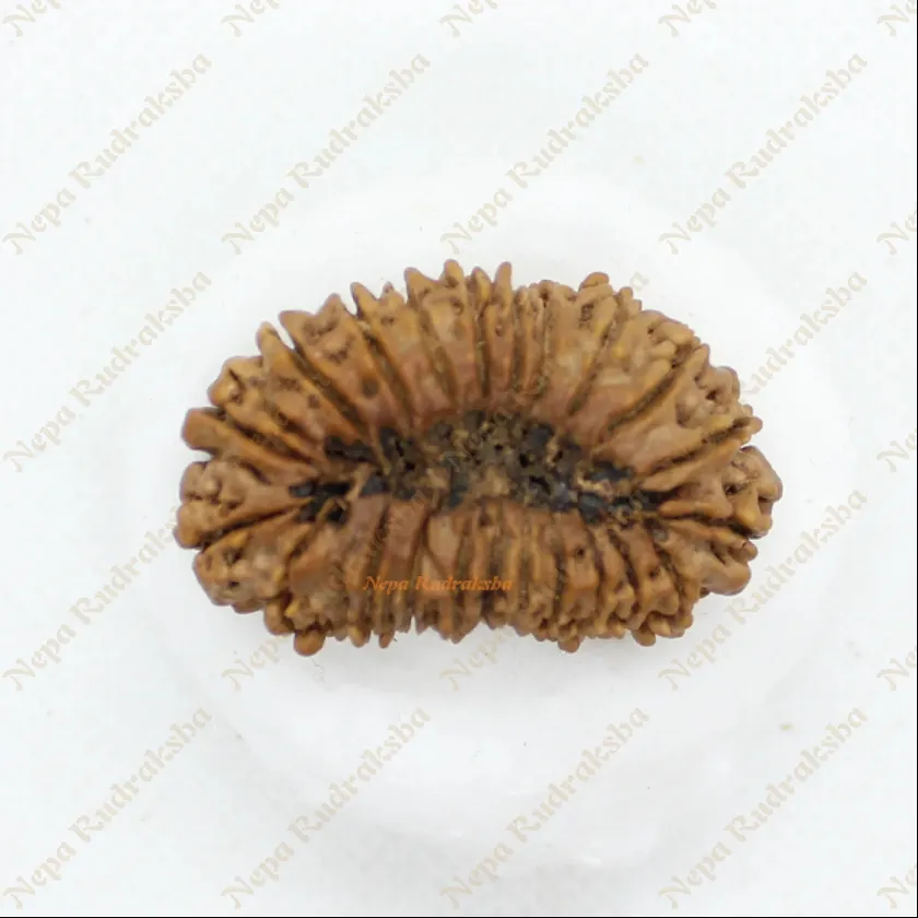 22 Mukhi rudraksha 37mm For Sale