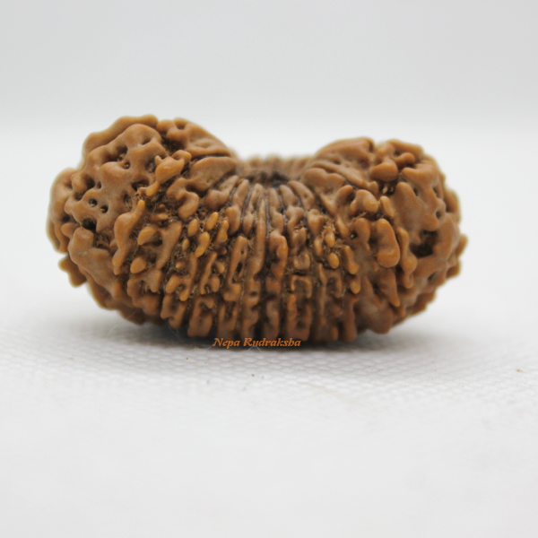 22 Mukhi rudraksha 37mm For Sale