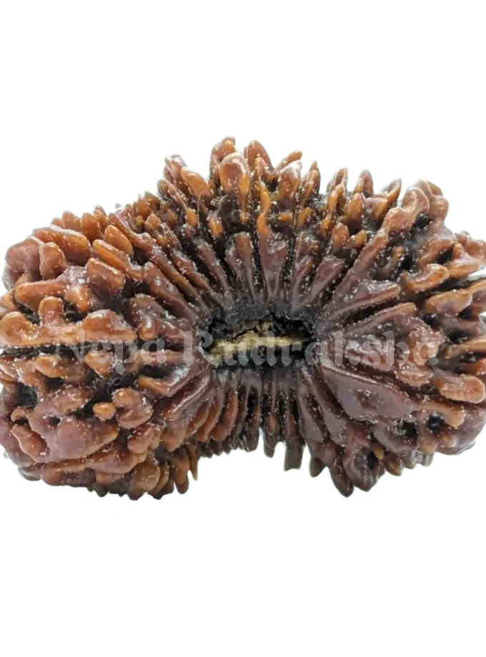 23 Mukhi rudraksha New Arrival