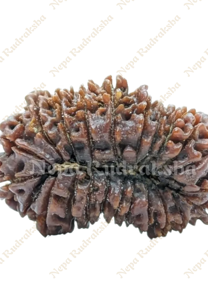 23 Mukhi rudraksha New Arrival