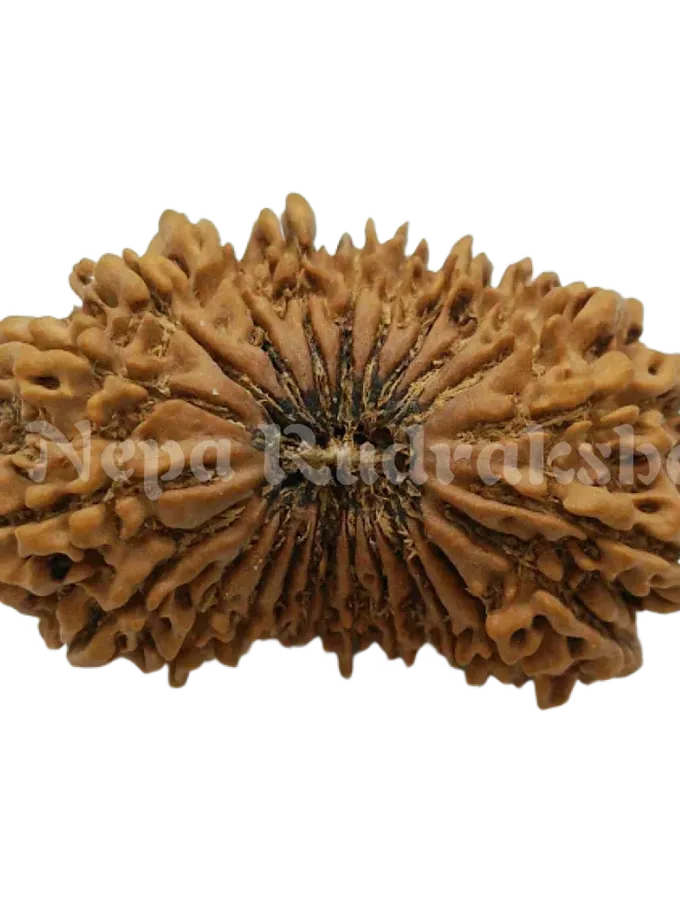 24 Mukhi  Rudraksha 38mm Best Seller