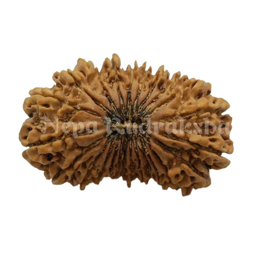 24 Mukhi  Rudraksha 38mm Best Seller