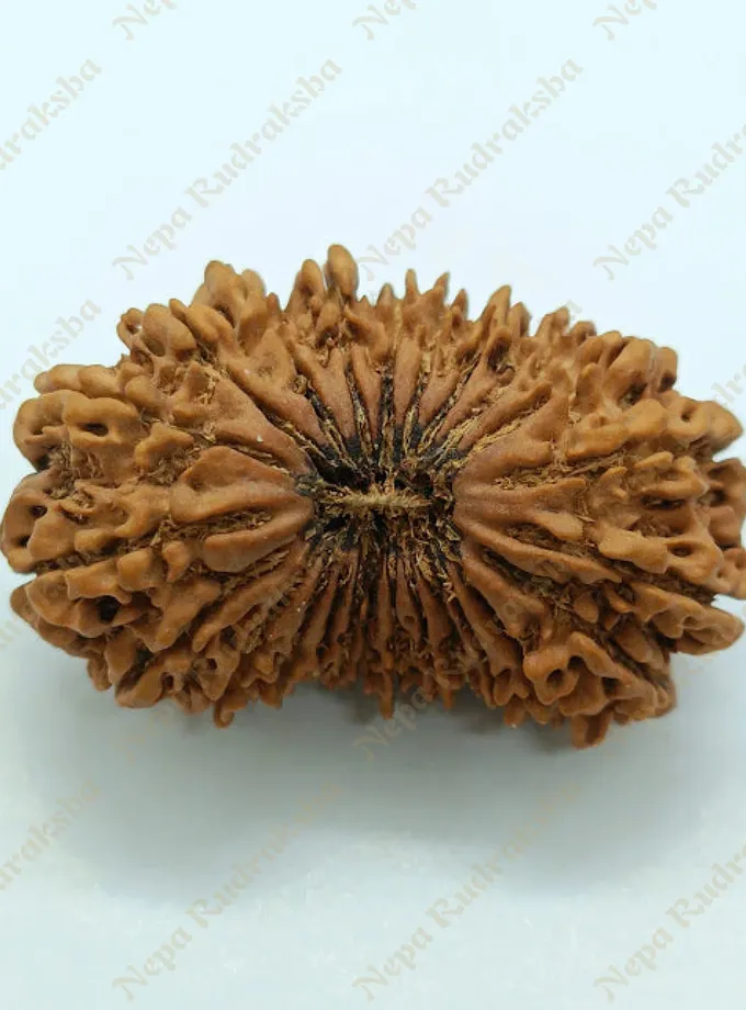 24 Mukhi  Rudraksha 38mm Best Seller