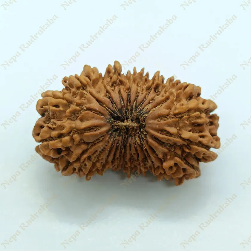 24 Mukhi  Rudraksha 38mm Best Seller