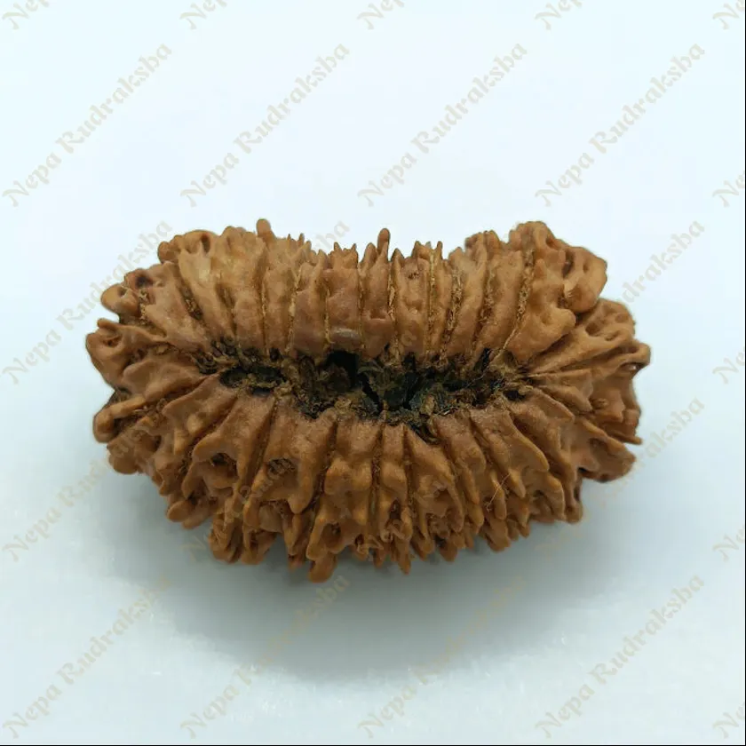 24 Mukhi  Rudraksha 38mm Best Seller