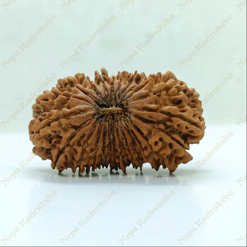 24 Mukhi  Rudraksha 38mm Best Seller