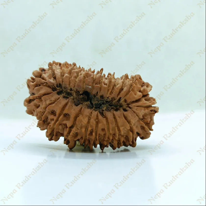 24 Mukhi  Rudraksha 38mm Best Seller