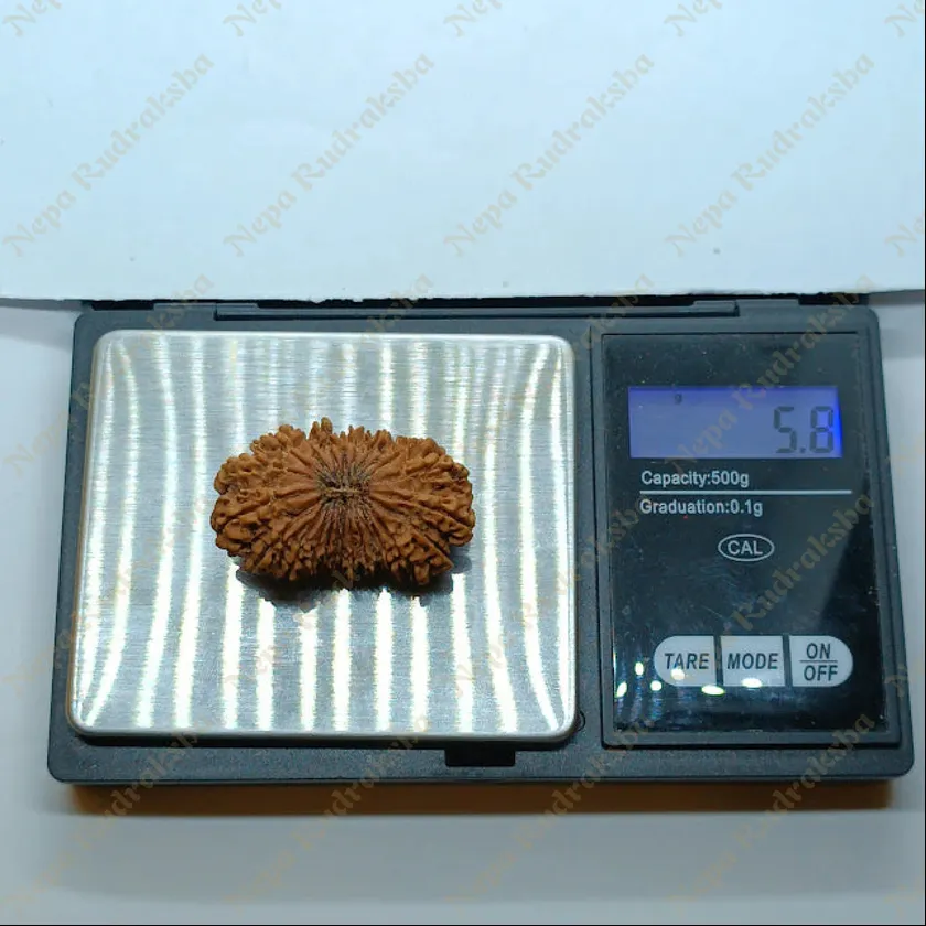 24 Mukhi  Rudraksha 38mm Best Seller