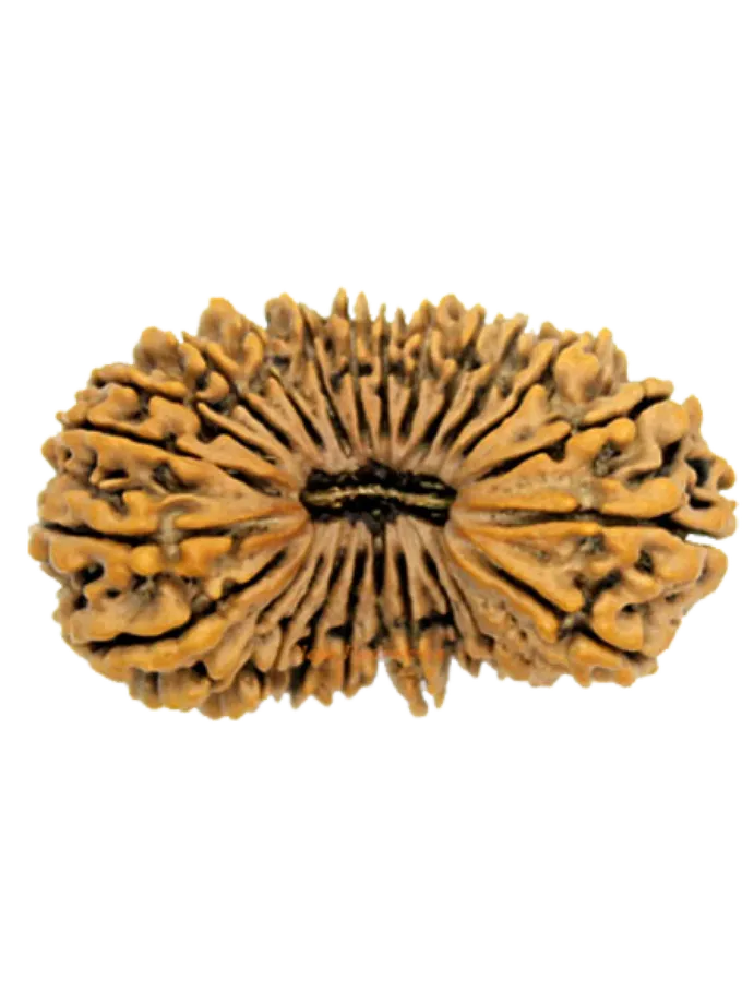 24 Mukhi rudraksha 40mm On Sale