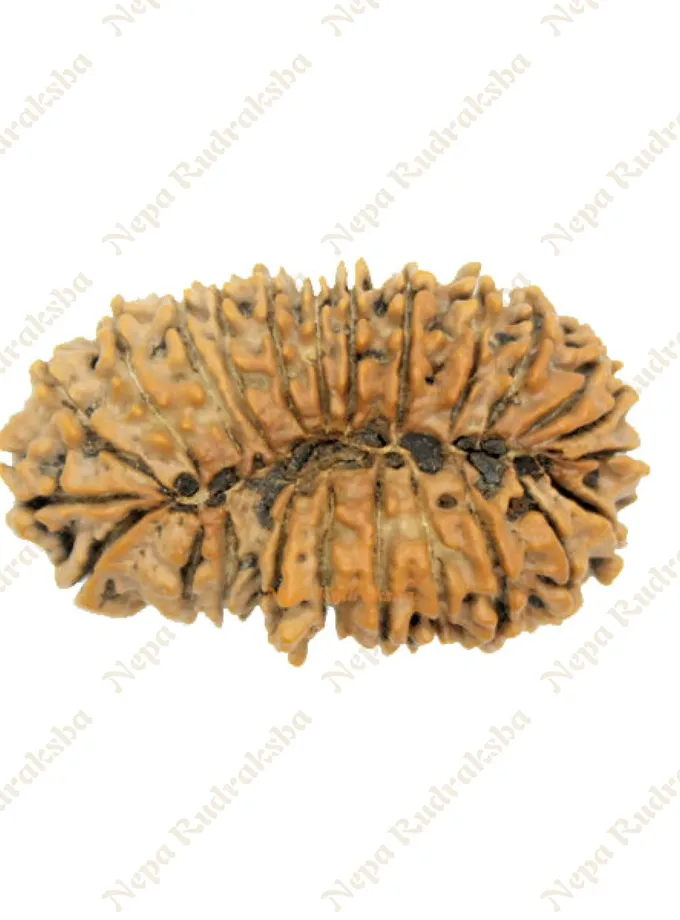 24 Mukhi rudraksha 40mm On Sale