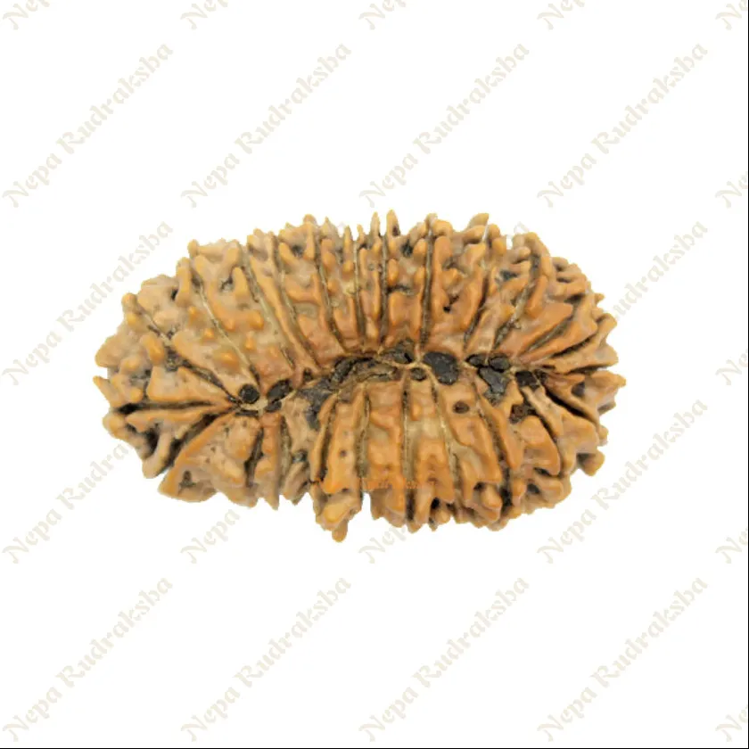 24 Mukhi rudraksha 40mm On Sale