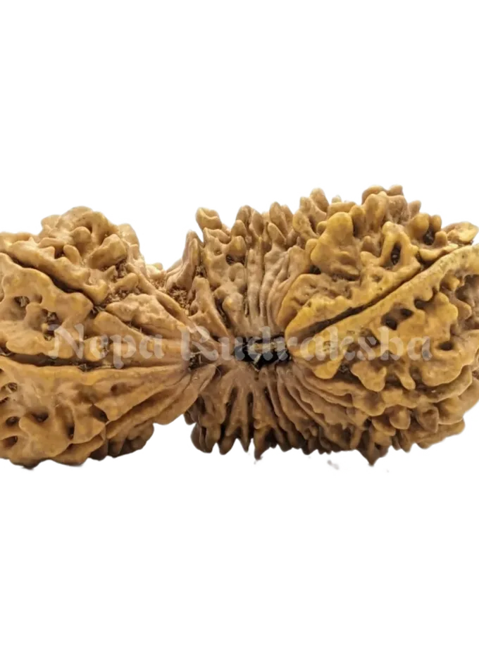 24 Mukhi rudraksha For Sale