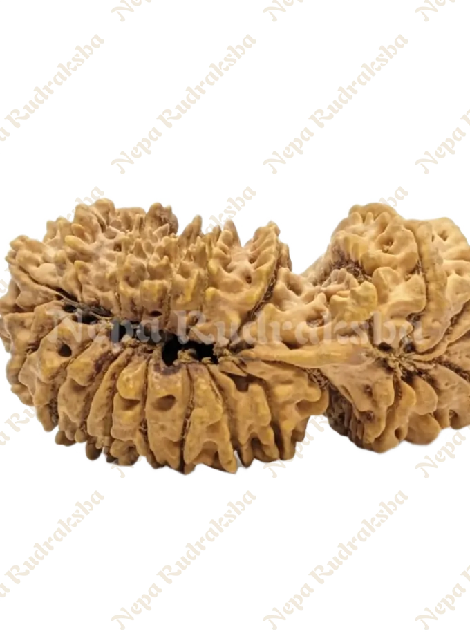 24 Mukhi rudraksha For Sale