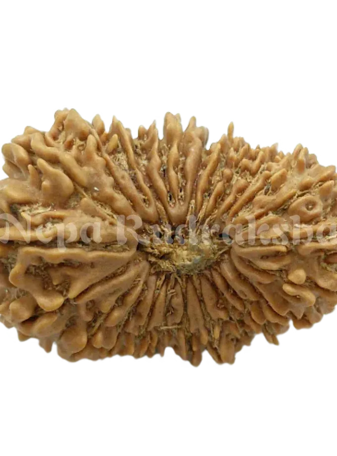 25 Mukhi  Rudraksha 35mm High Quality