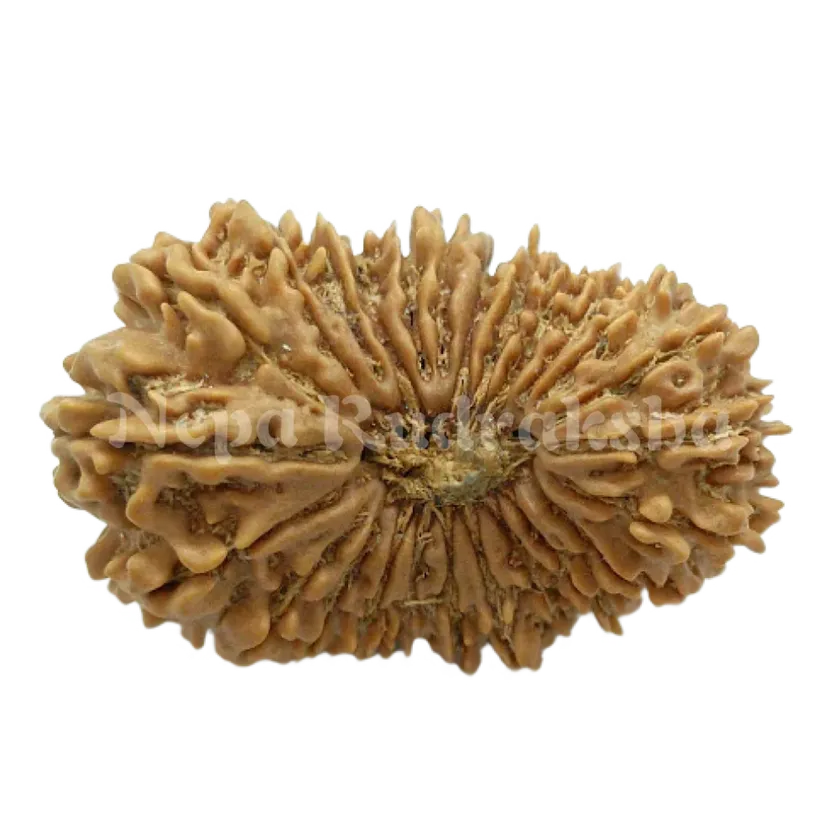 25 Mukhi  Rudraksha 35mm High Quality