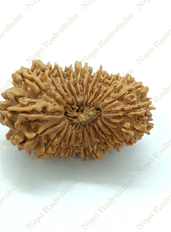 25 Mukhi  Rudraksha 35mm High Quality