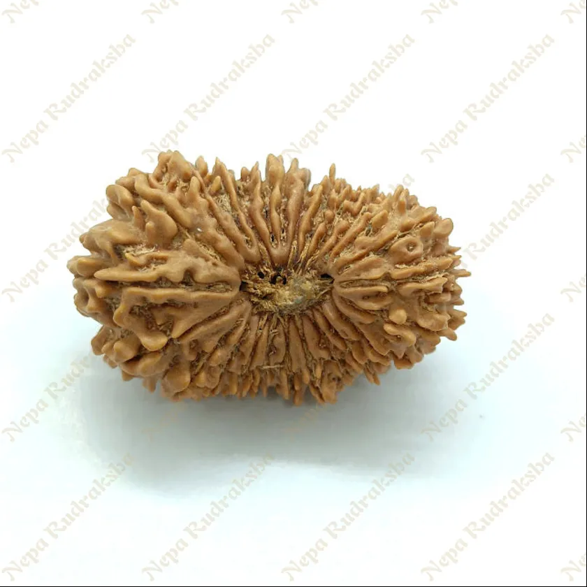 25 Mukhi  Rudraksha 35mm High Quality