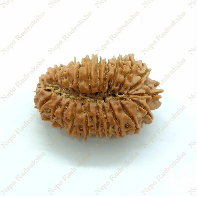 25 Mukhi  Rudraksha 35mm High Quality