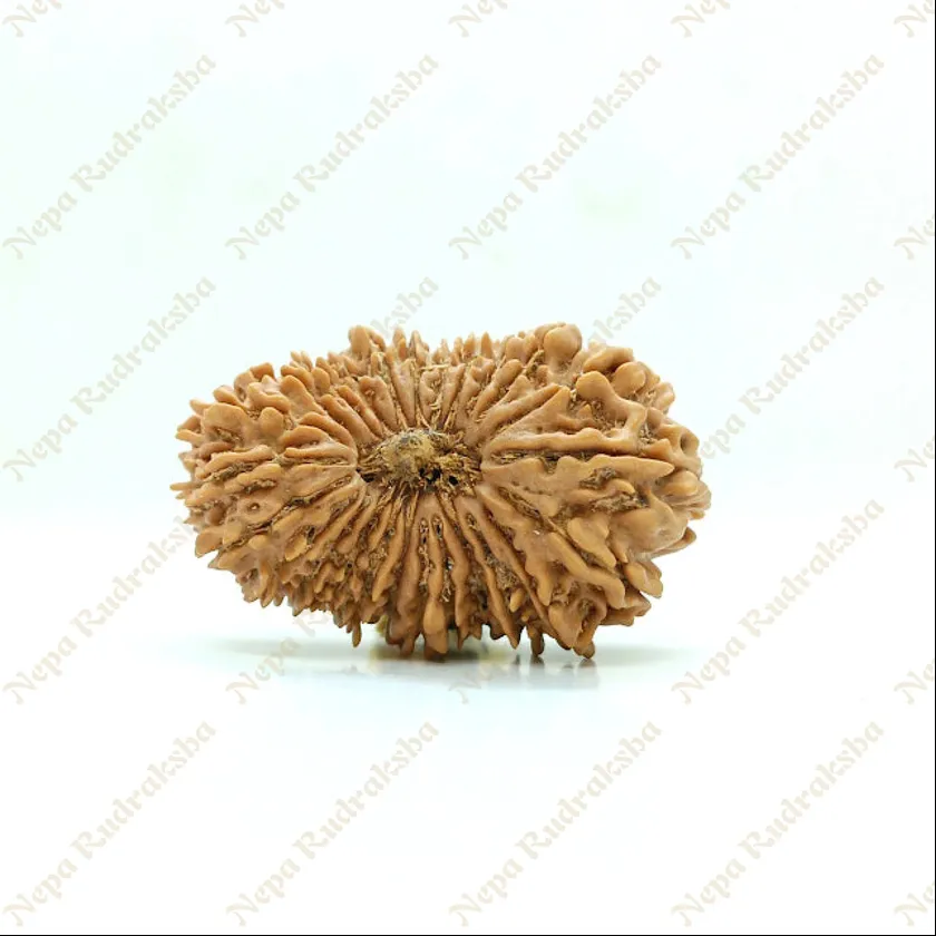 25 Mukhi  Rudraksha 35mm High Quality