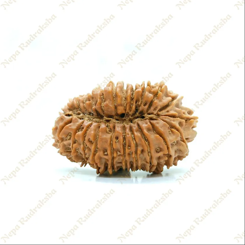 25 Mukhi  Rudraksha 35mm High Quality