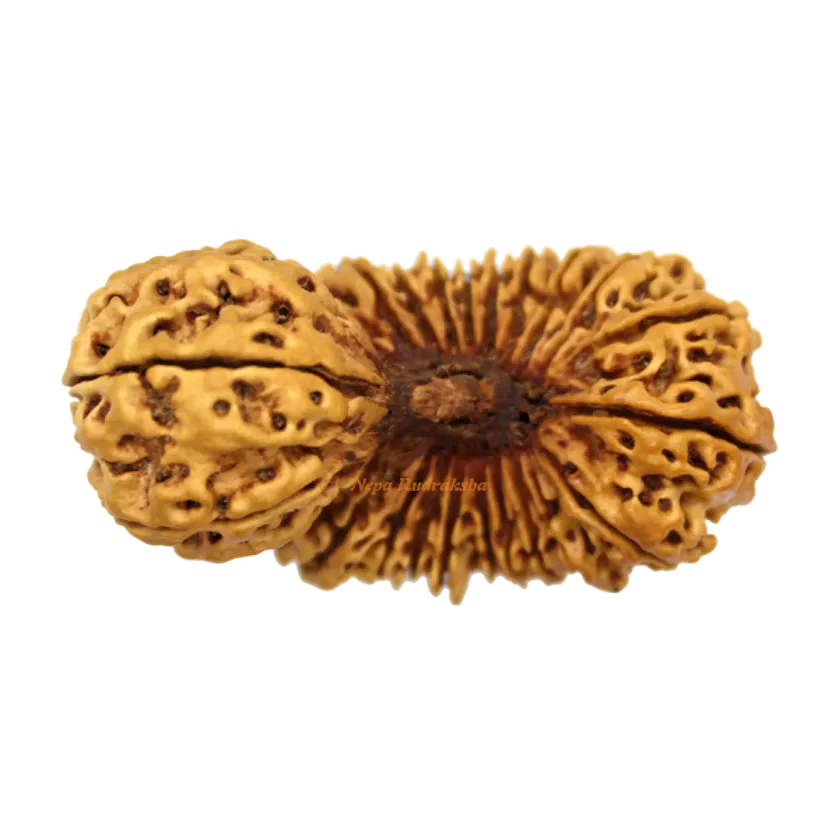 25 Mukhi rudraksha Same Day Delivery