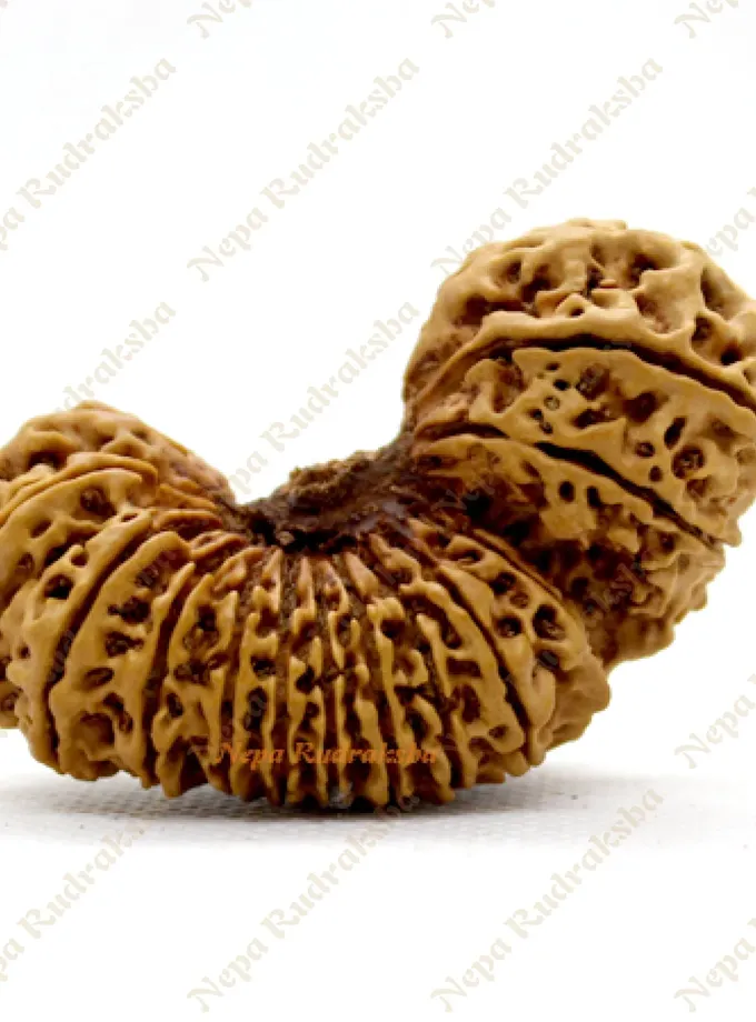 25 Mukhi rudraksha Same Day Delivery