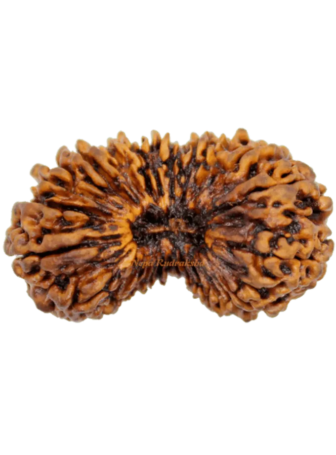 26 Mukhi rudraksha On Sale