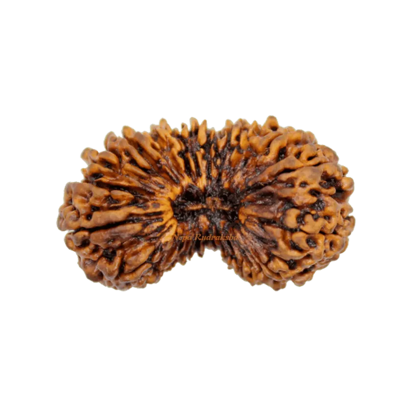 26 Mukhi rudraksha On Sale