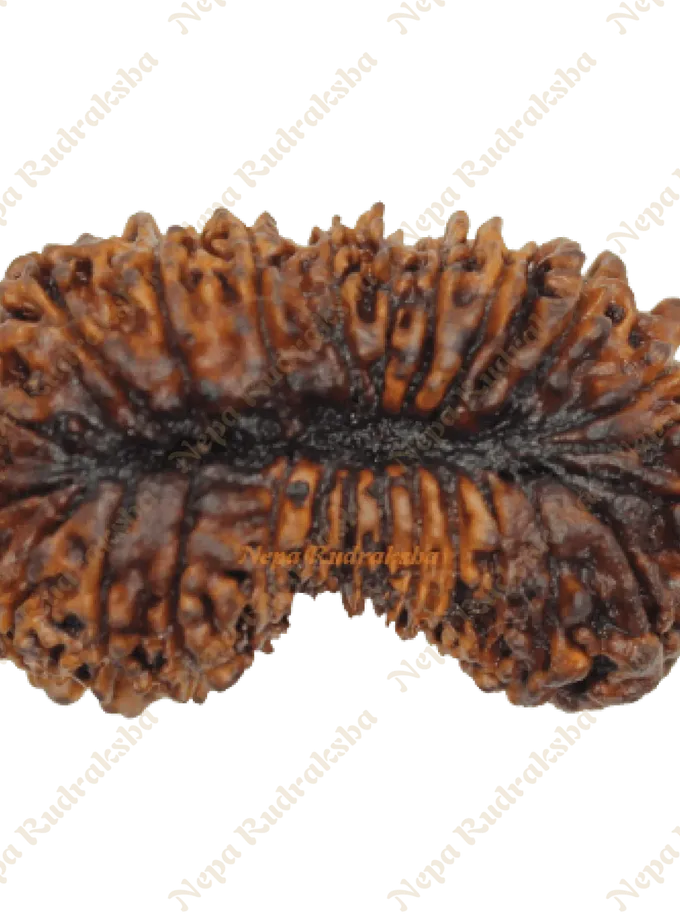 26 Mukhi rudraksha On Sale