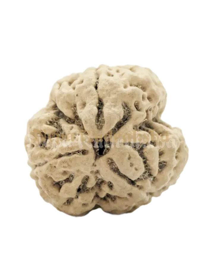 3 Mukhi (Collector) Rudraksha New Arrival