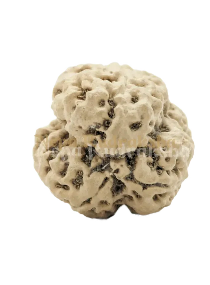 3 Mukhi (Collector) Rudraksha New Arrival