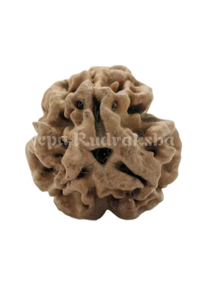 3 Mukhi (Medium) Rudraksha Best Seller