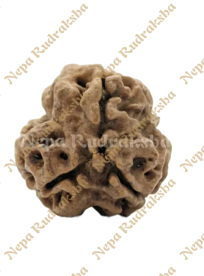 3 Mukhi (Medium) Rudraksha Best Seller