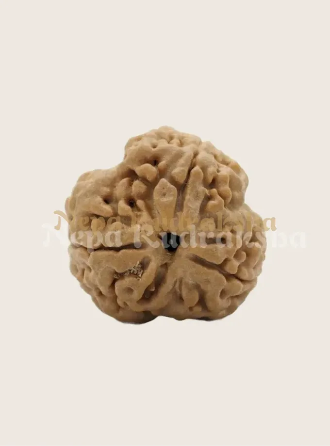 3 Mukhi (Regular) Rudraksha Same Day Delivery