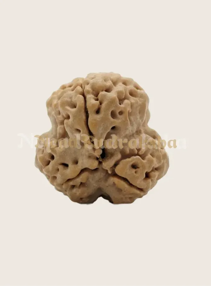 3 Mukhi (Regular) Rudraksha Same Day Delivery