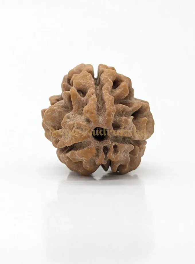 3 Mukhi (Super Collector) Rudraksha Best Seller