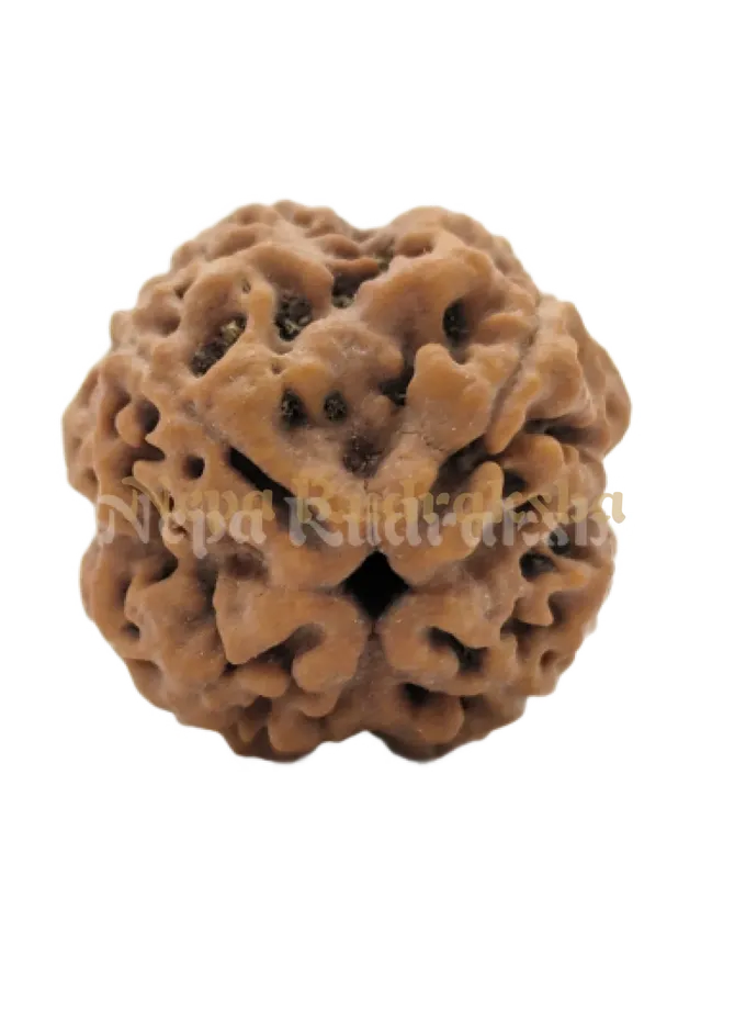 4 Mukhi (Collector) Rudraksha Free shipping