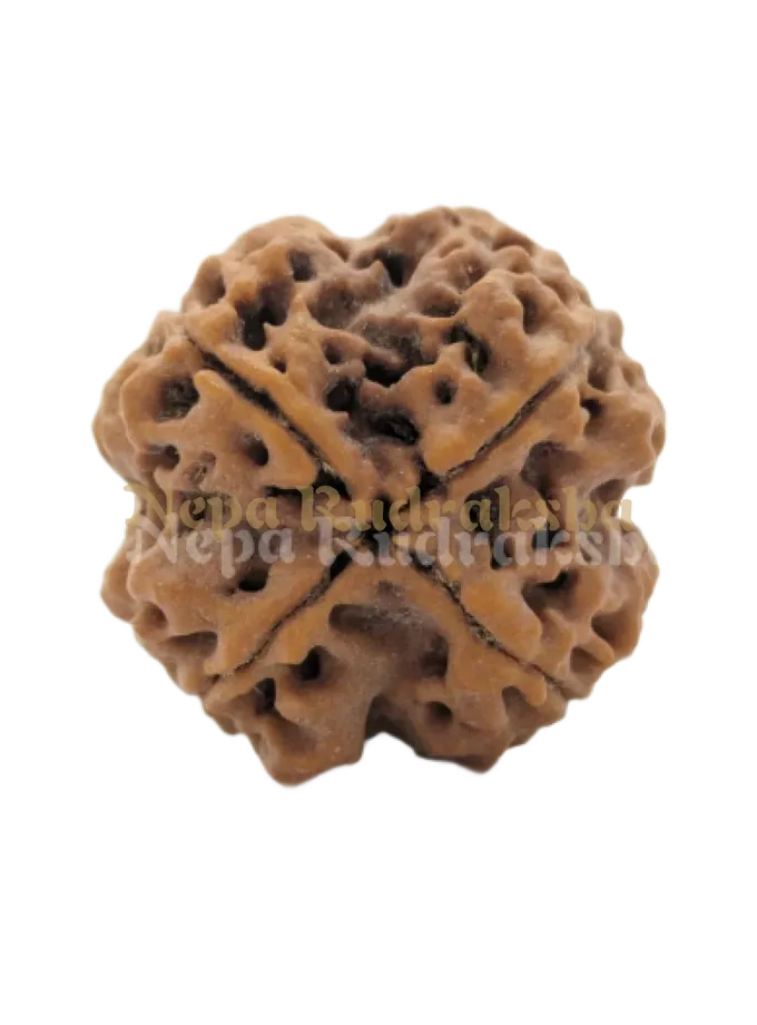 4 Mukhi (Collector) Rudraksha Free shipping