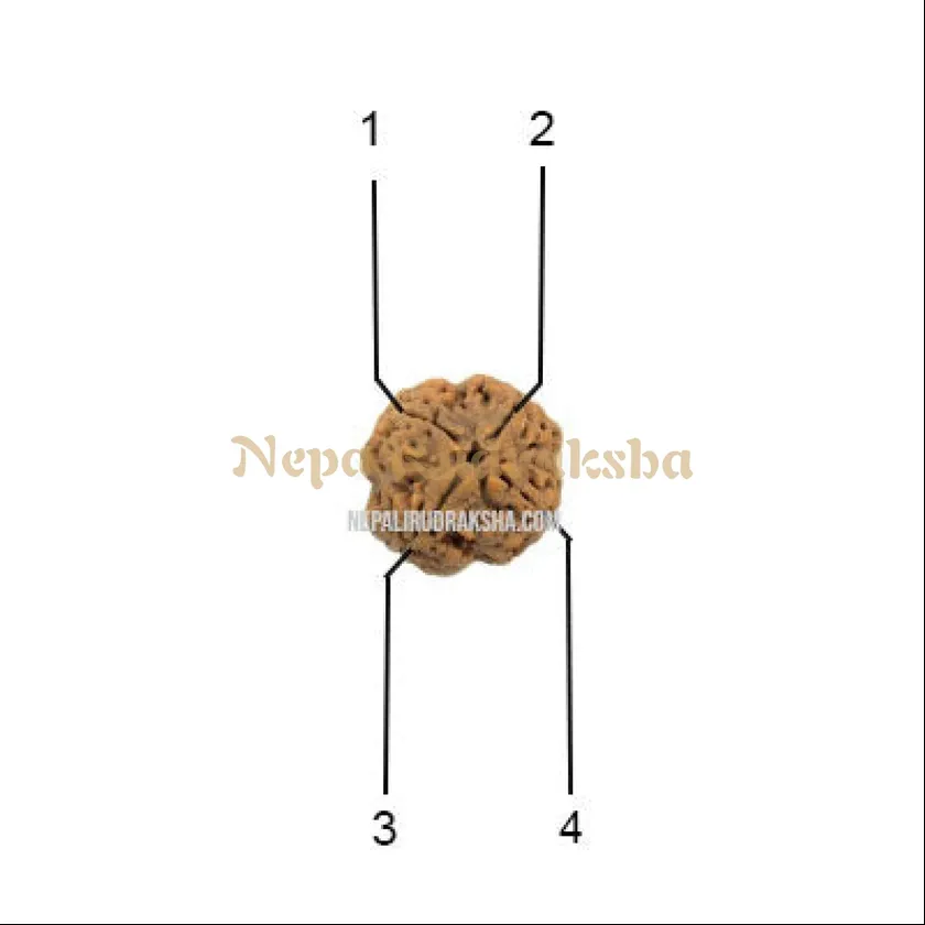 4 Mukhi (Collector) Rudraksha Free shipping