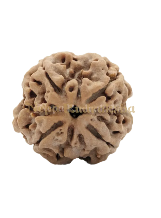 4 Mukhi (Medium) Rudraksha Free shipping