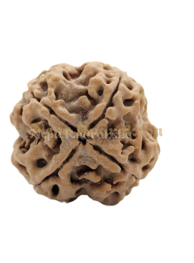 4 Mukhi (Medium) Rudraksha Free shipping