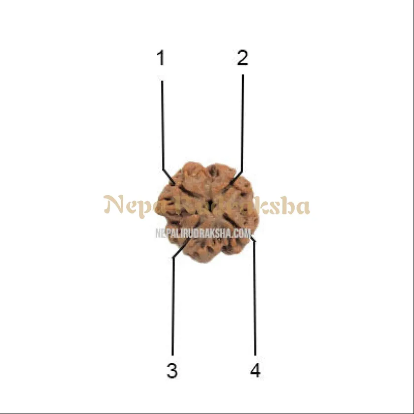 4 Mukhi (Medium) Rudraksha Free shipping