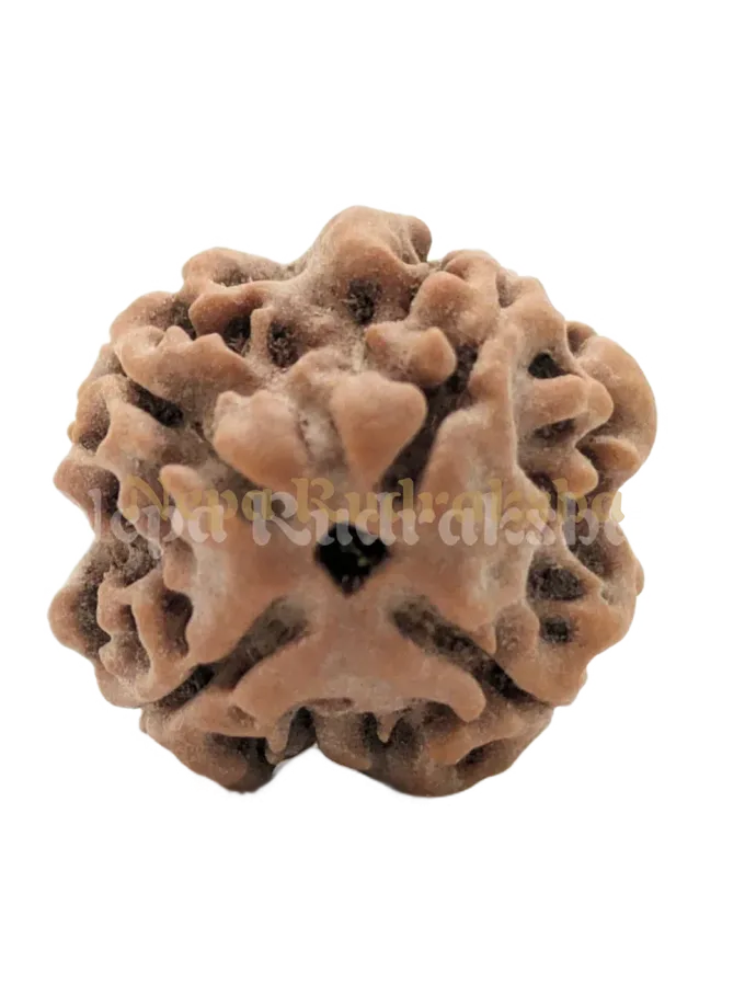 4 Mukhi (Regular) Rudraksha Same Day Delivery