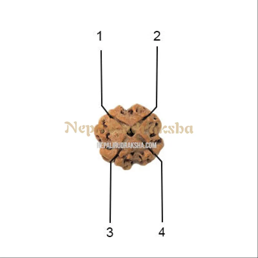 4 Mukhi (Regular) Rudraksha Same Day Delivery