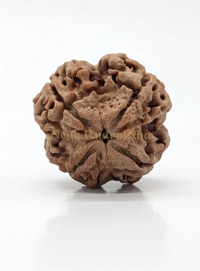 4 Mukhi (Super Collector) Rudraksha On Sale